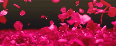 Flower Petals GIFs - Find & Share on GIPHY