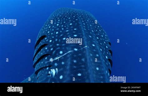 Whaleshark skin pattern Stock Videos & Footage - HD and 4K Video Clips ...