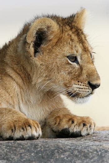 marrón, león, blanco, foto de la leona, foto, macho, leona, gato, mundo animal, gato grande | Pxfuel