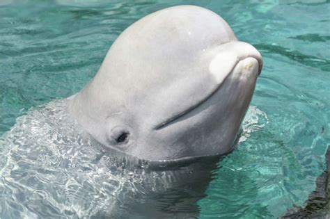 Mystic Aquarium initiative to bring beluga whales from Canada draws ...