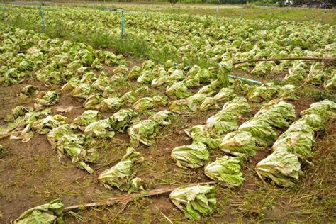 Agricultural Land Affected by Flooding. Flooded Field Stock Image ...