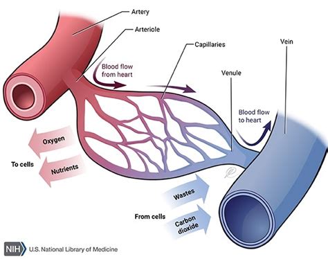 Capillary malformation-arteriovenous malformation syndrome: MedlinePlus ...