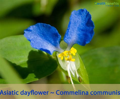 Traditional uses and benefits of Asiatic Dayflower