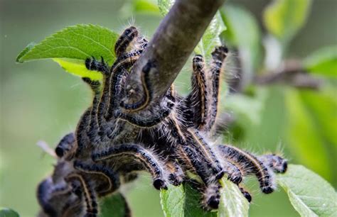 5 Bugs That Kill Trees Every Homeowners Should Know Of