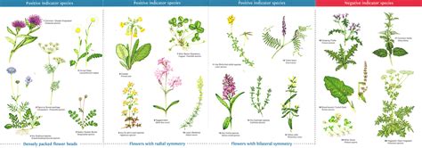 wildflower guide Archives - Lizzie Harper