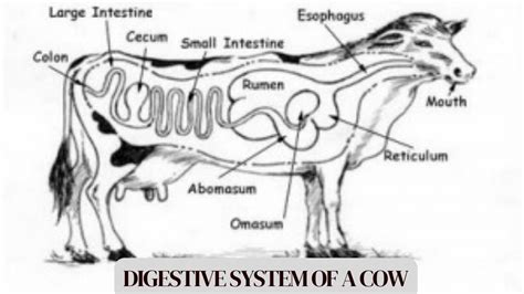 The digestive system of a cow - YouTube