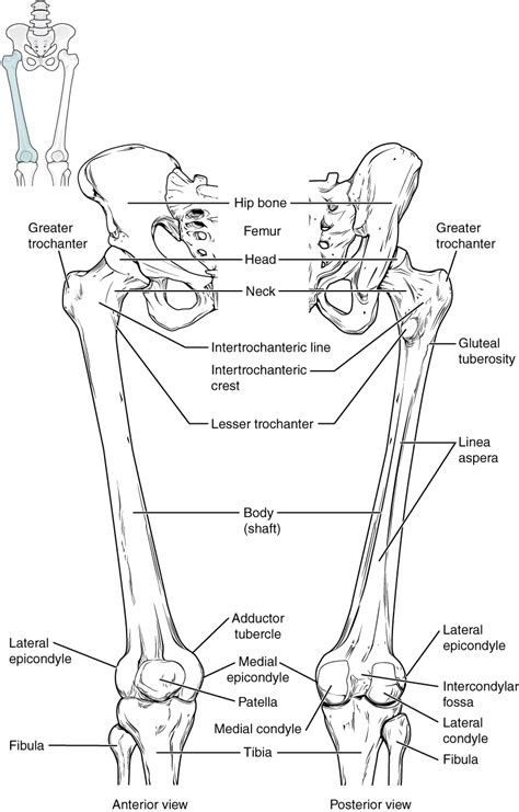 Human Skeleton Diagram Labeled Femur