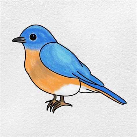 Bluebird Drawing - HelloArtsy