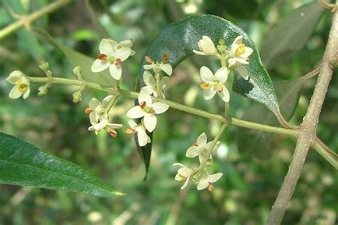 Olea europaea subsp. cuspidata