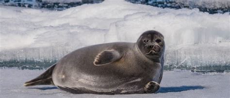 10 Incredible Seal Facts - A-Z Animals