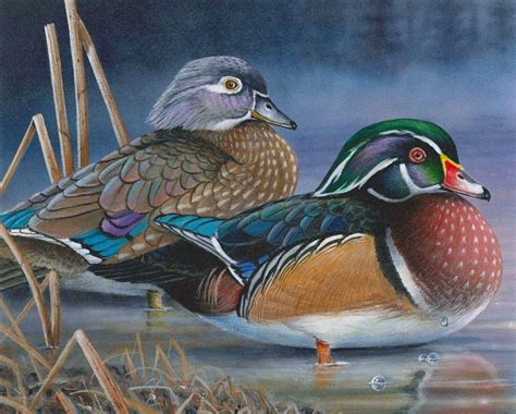 DNR Seeks Artist Submissions For Waterfowl, Turkey and Pheasant Stamps | Wisconsin Public Radio