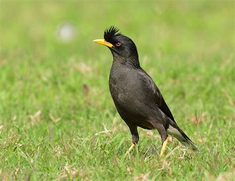 Javan Myna – birdfinding.info