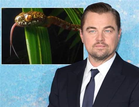 Leonardo DiCaprio names newly-discovered snake species after his ...