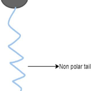 Schematic presentation of surfactant. | Download Scientific Diagram