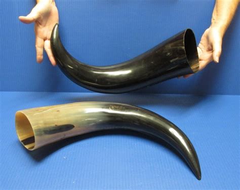 20 to 23-7/8 inches Wide Base Polished Water Buffalo Horns Wholesale