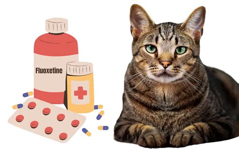 Fluoxetine For Cats: Overview, Dosage Side Effects, 52% OFF