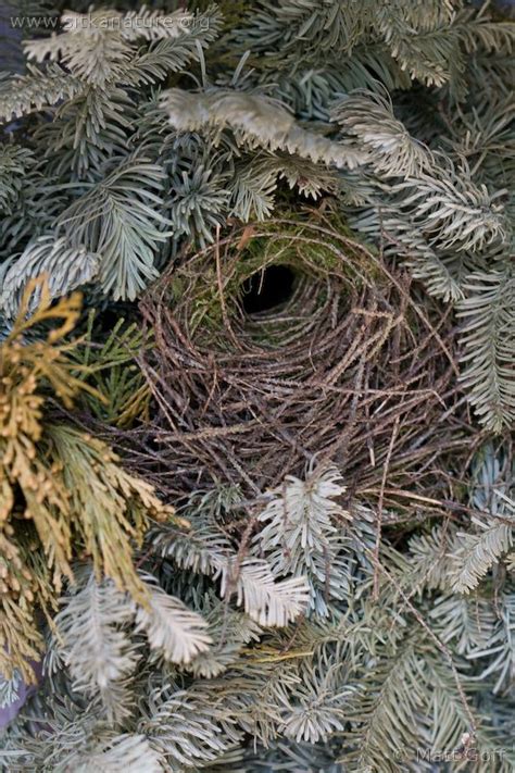 Winter Wren Nest | Sitka Nature