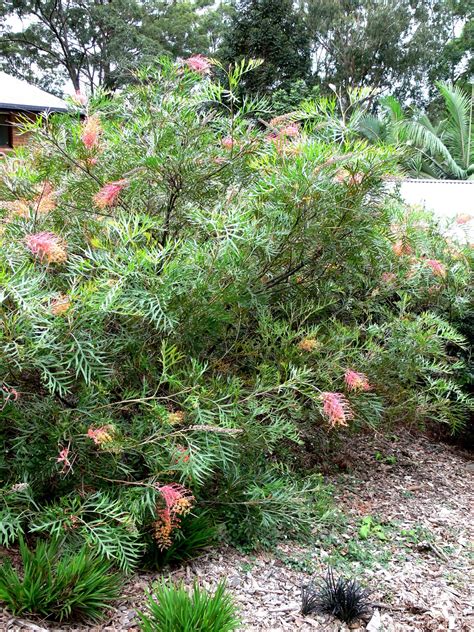 The impact of the wet season on your garden - Amber Leaf Landscaping | Sunshine Coast ...