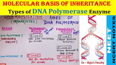 DNA Polymerase 1, 2 and 3 | Types of DNA Polymerase in Prokaryotes ...