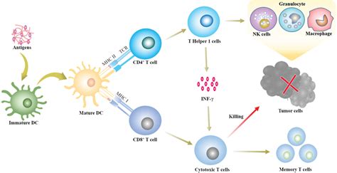 Schematic illustration of the mechanism of cancer immunotherapy. | Download Scientific Diagram