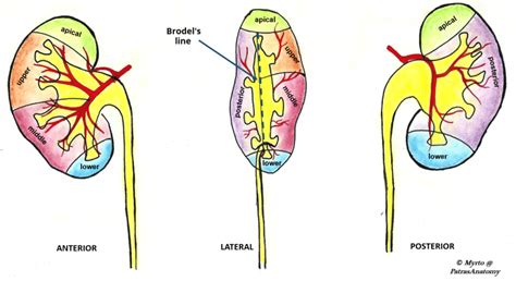 The Kidneys - Position - Structure - Vasculature - TeachMeAnatomy