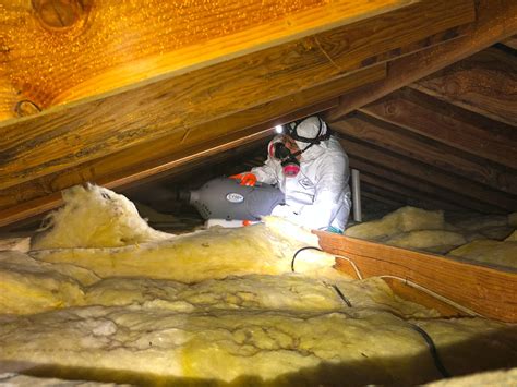 Our Mold Removal Services - Attic Mold Removal in Matawan, NJ - Here's ...