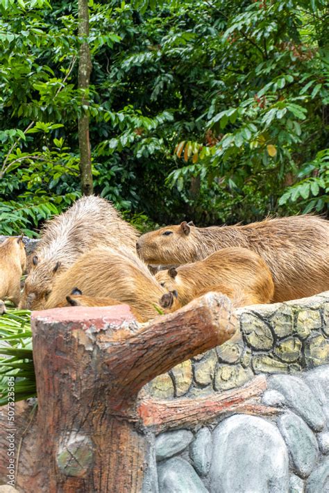 The capybara or greater capybara is a giant cavy rodent native to South ...