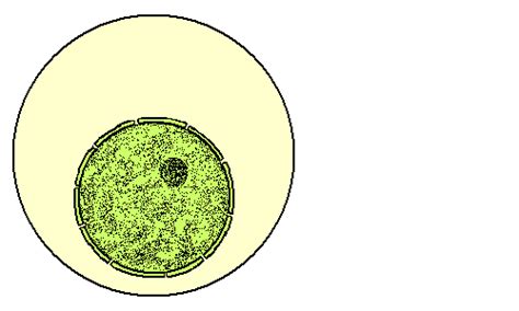 2nd Block Honors Biology: Mitosis