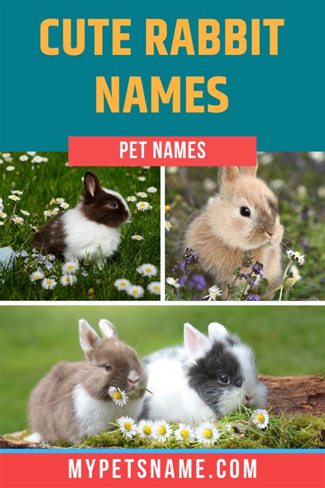 Cute Rabbit Names in 2020 | Rabbit names, Cute pet names, Pet names