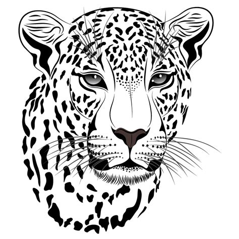 Leopard clipart leopard face, Picture #2909724 leopard clipart leopard face