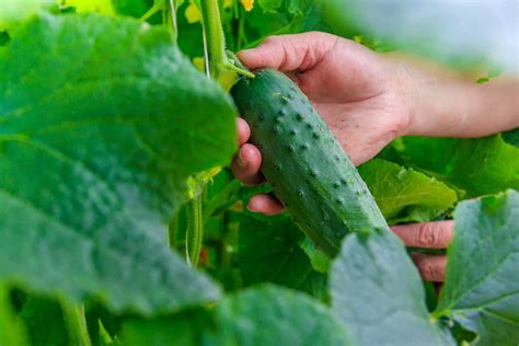 How to Harvest and Store Cucumbers - Harvest to Table