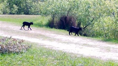 Martin County’s melanistic bobcats | Jacqui Thurlow-Lippisch