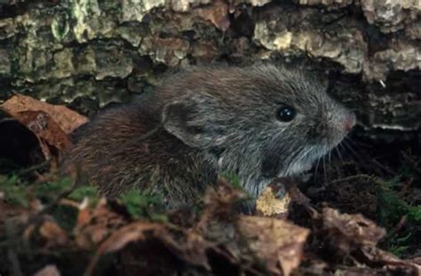 Southern Red-backed Vole - Clethrionomys gapperi | Wildlife Journal Junior