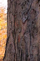 Category:Acer saccharum (bark) - Wikimedia Commons