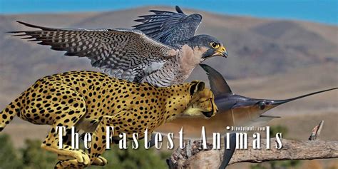 Falcon Images: Peregrine Falcon Fastest Animals