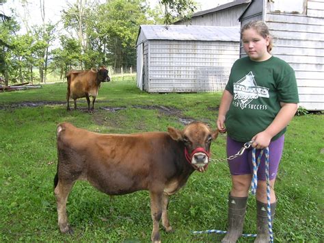 Miniature Jersey Cattle - Livestock Cattle