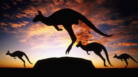 Australian Animal Wallpapers - Top Free Australian Animal Backgrounds - WallpaperAccess