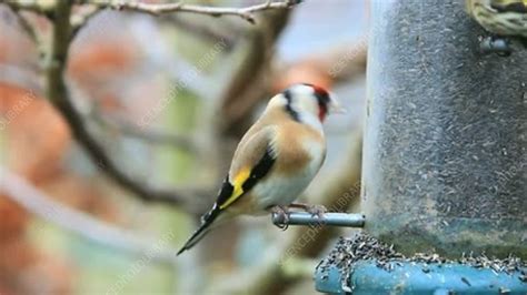 Goldfinch on a bird feeder - Stock Video Clip - K004/6821 - Science Photo Library