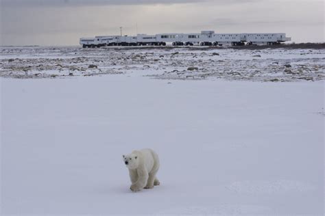 The Tundra Buggy Lodge | Frontiers North Adventures