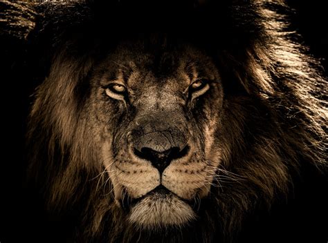 8,000+ Best Lion Images & Free HD Stock Photos - Pixabay