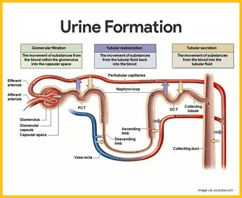 Urinary System Anatomy and Physiology: Study Guide for Nurses | Anatomy ...