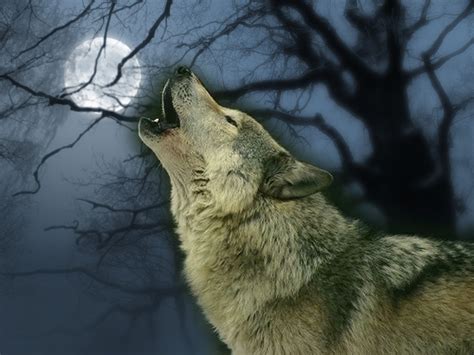 ~♥ Wolves ♥ ~ - Wolves Wallpaper (10291332) - Fanpop