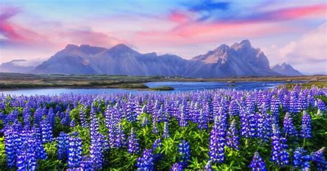 How to See Lupine Season in Iceland