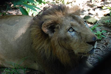 Bemused Lion [DSC_4522] | Neyyar Dam Lion Safari Park, just … | Flickr