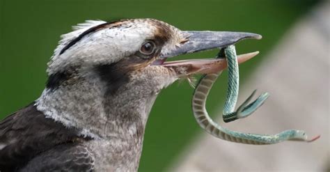 Kookaburra Bird Facts - AZ Animals