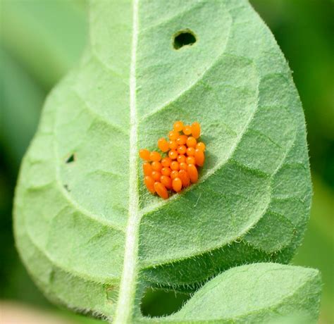 Colorado Potato Beetle eggs on Nightshade leaf | Explore ima… | Flickr - Photo Sharing!