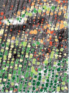 Drone Hyperspectral camera | agriculture and vegetation NDVI analysis