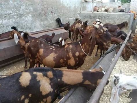 Brown Sirohi Goat at Rs 230/kg in Kishangarh | ID: 22950004412