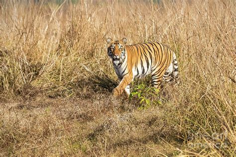 Tiger in the grass Photograph by Pravine Chester - Fine Art America