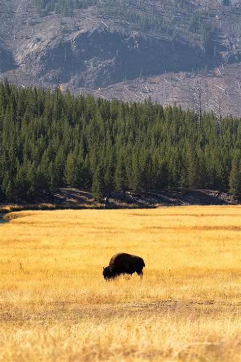 DIGITAL DOWNLOAD Bison Grazing in Yellowstone with Trees | Etsy